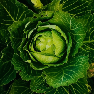 cabbage-in-july-how-to-support-the-culture-under-stress