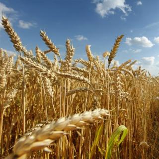 field-day-in-the-village-of-yemchyha-in-the-kyiv-region