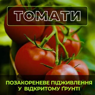 foliar-feeding-of-tomatoes-in-open-ground-an-effective-scheme-for-2025