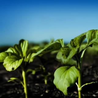 phase-3-5-pairs-of-leaves-is-the-key-phase-when-plants-need-both-effective-protection-from-weeds-and-correction-of-mineral-nutrition-conditions