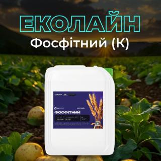 phytophthora-of-tomatoes-and-potatoes-is-one-of-the-most-dangerous-solanaceous-diseases-which-can-destroy-a-significant-part-of-the-crop-in-just-a-few-days