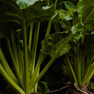 how-to-increase-the-sugar-content-of-beets-before-harvesting