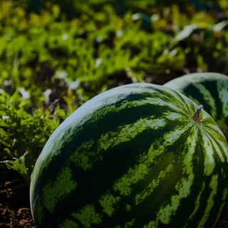 foliar-feeding-of-melons-how-to-help-plants-in-a-difficult-season