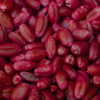 pre-sowing-treatment-of-winter-cereals-the-key-to-a-high-yield