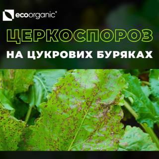 cercospora-how-to-preserve-the-leaf-apparatus-and-not-lose-the-crop